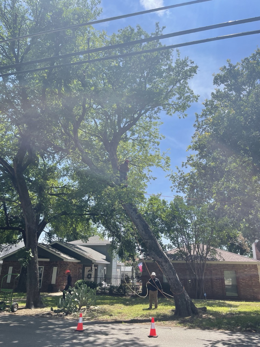 Tree trimming near power lines