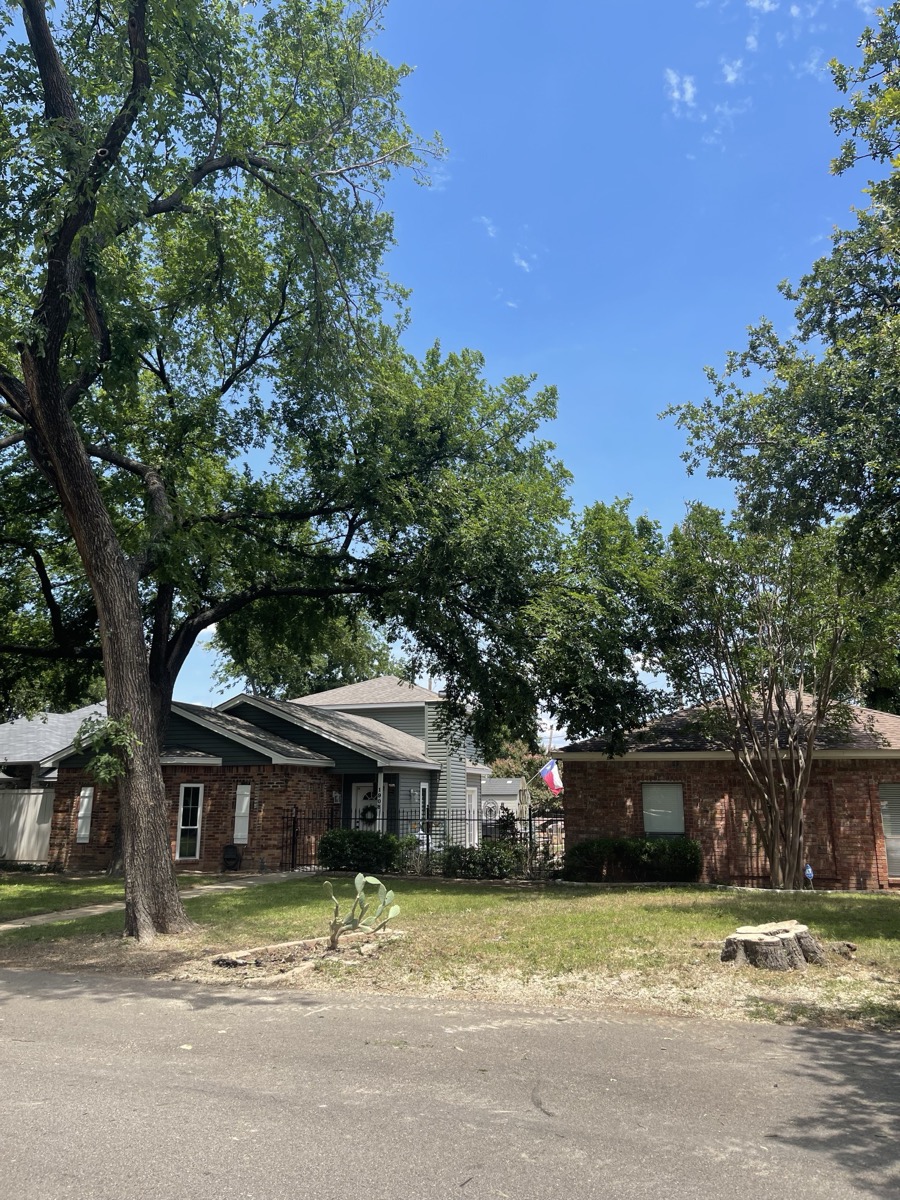 Stump remaining after tree removal