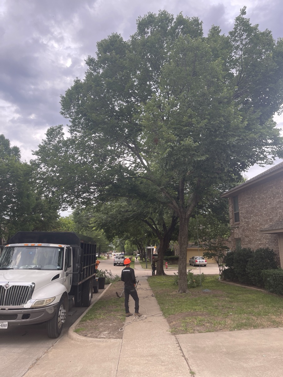 Completed tree service